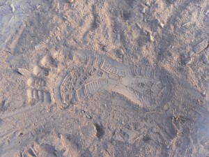 Camino de Santiago - Footprint